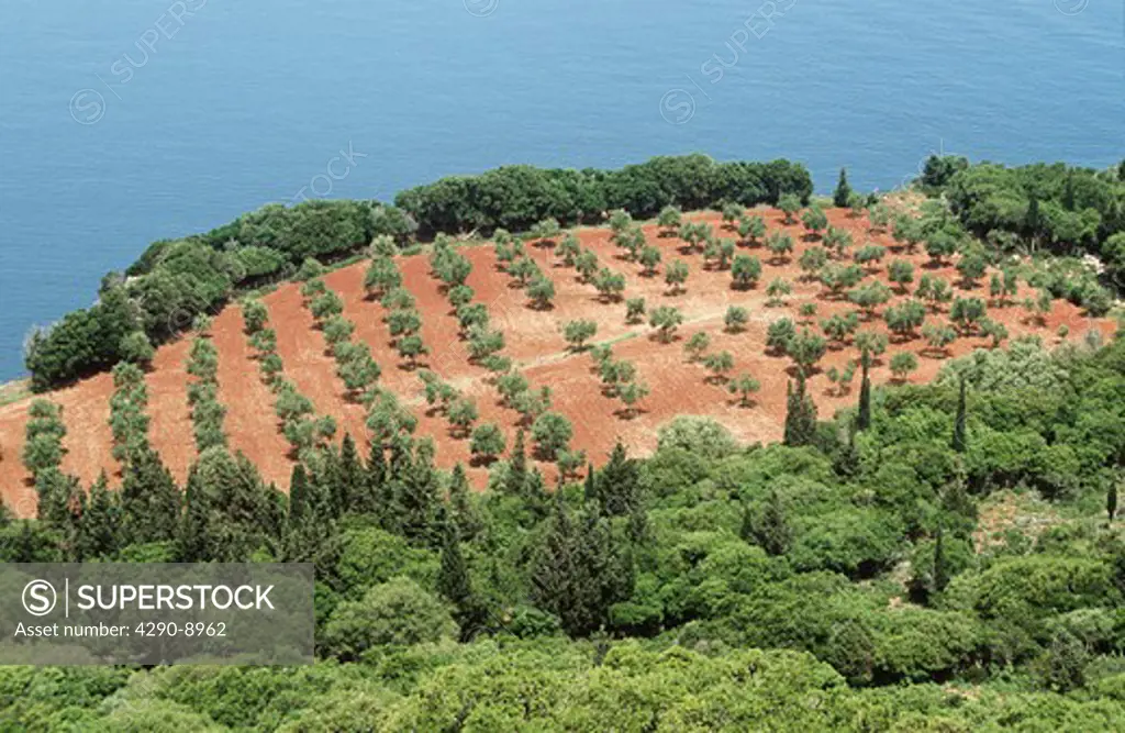 Looking down onto rows of trees in a field, near Kipouria Monastery, Kipouria, Kefalonia, Greece