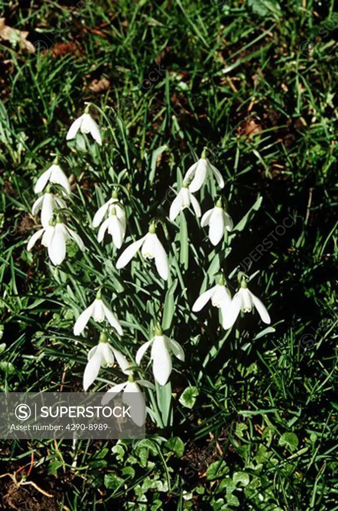 Snowdrops, Cotswolds, Gloucestershire, England.