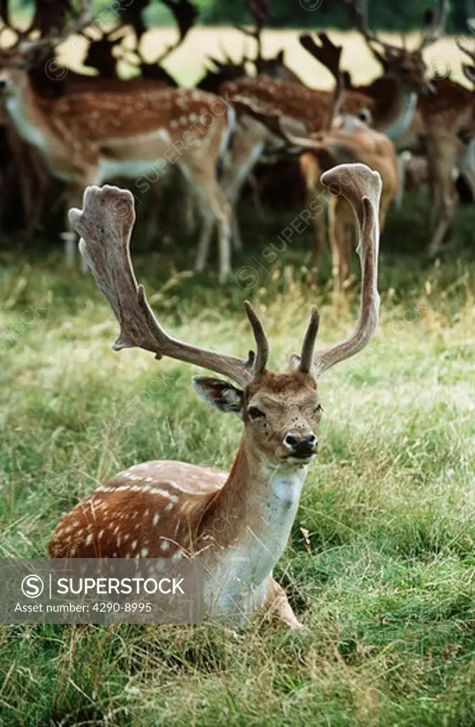 Fallow deer, Charlecote Park, Warwick, Warwickshire, England