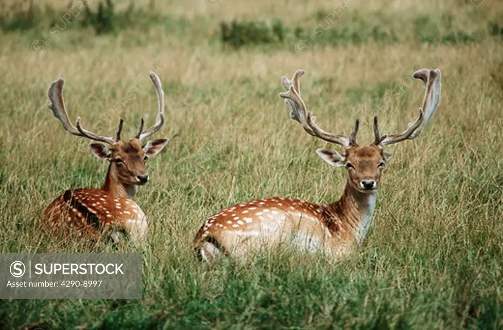 Two fallow deer, Charlecote Park, Warwick, Warwickshire, England