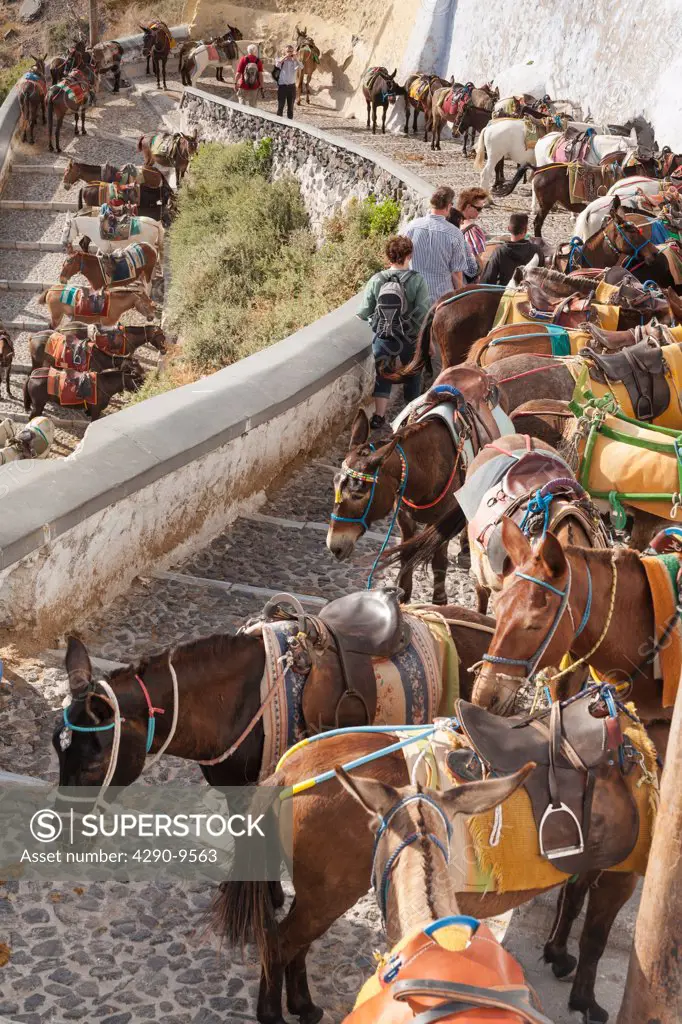 Donkeys on the steps leading down from Fira to Skala, Santorini, Greece