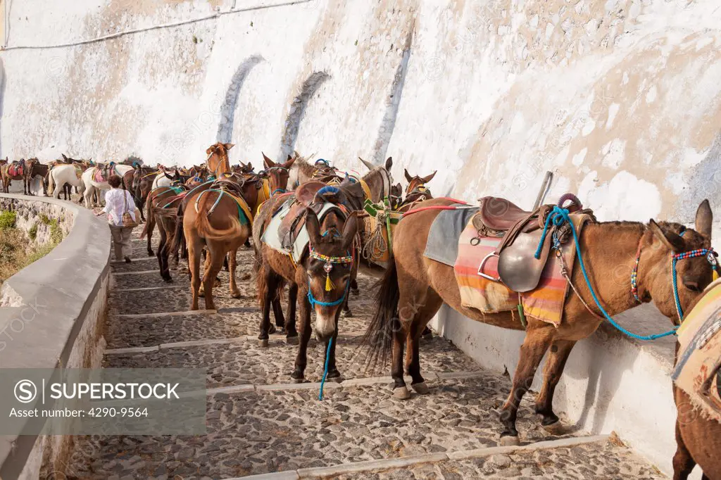 Donkeys on the steps leading down from Fira to Skala, Santorini, Greece