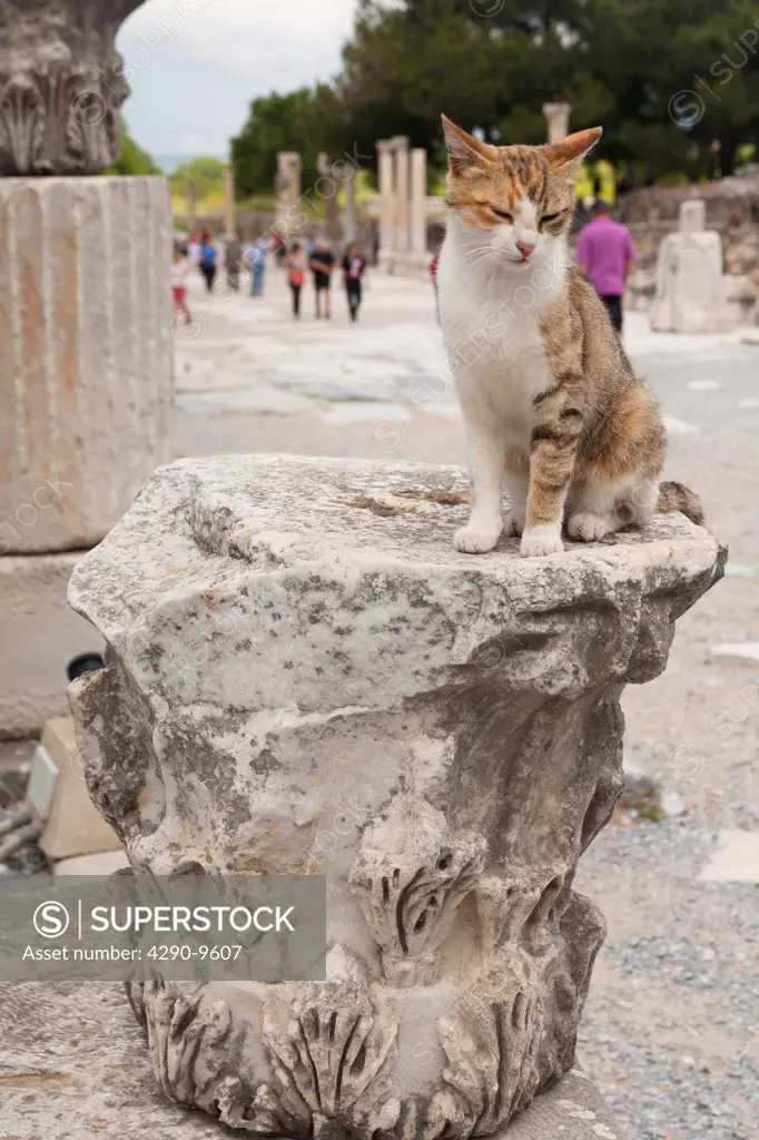 A cat sitting on a large piece of carved stone, Ephesus, Turkey