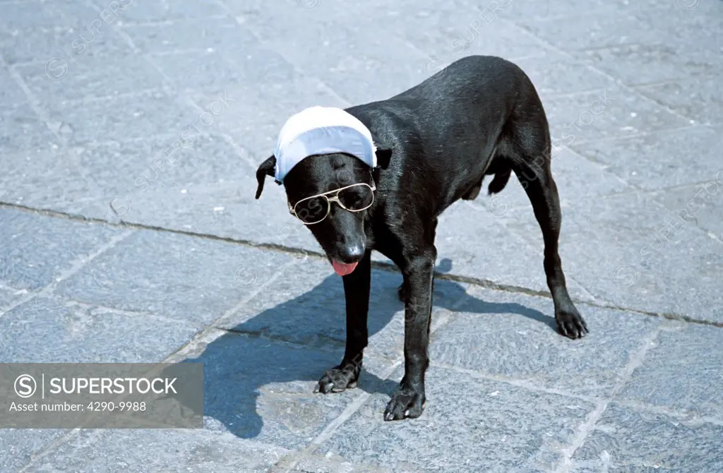 Dog wearing sunglasses and hat, Plaza de Armas, (Plaza Mayor), Lima, Peru