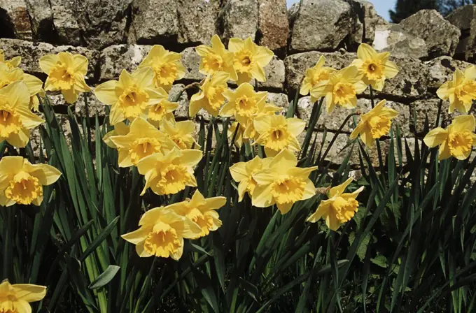 Daffodils growing beside a dry stone wall, Cotswolds, Gloucestershire, England.