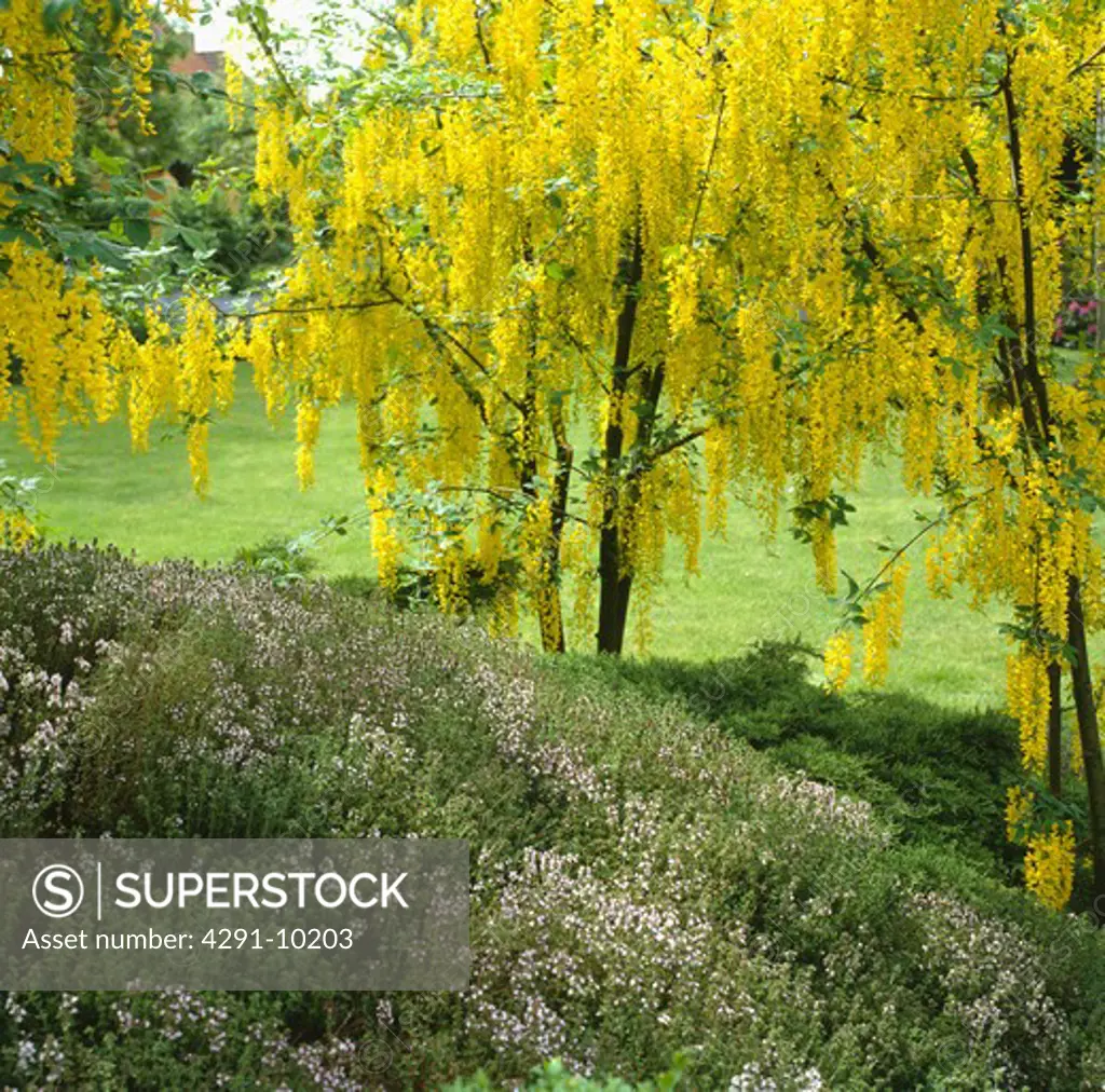 Yellow laburnum tree underplanting with heather in large country garden in spring