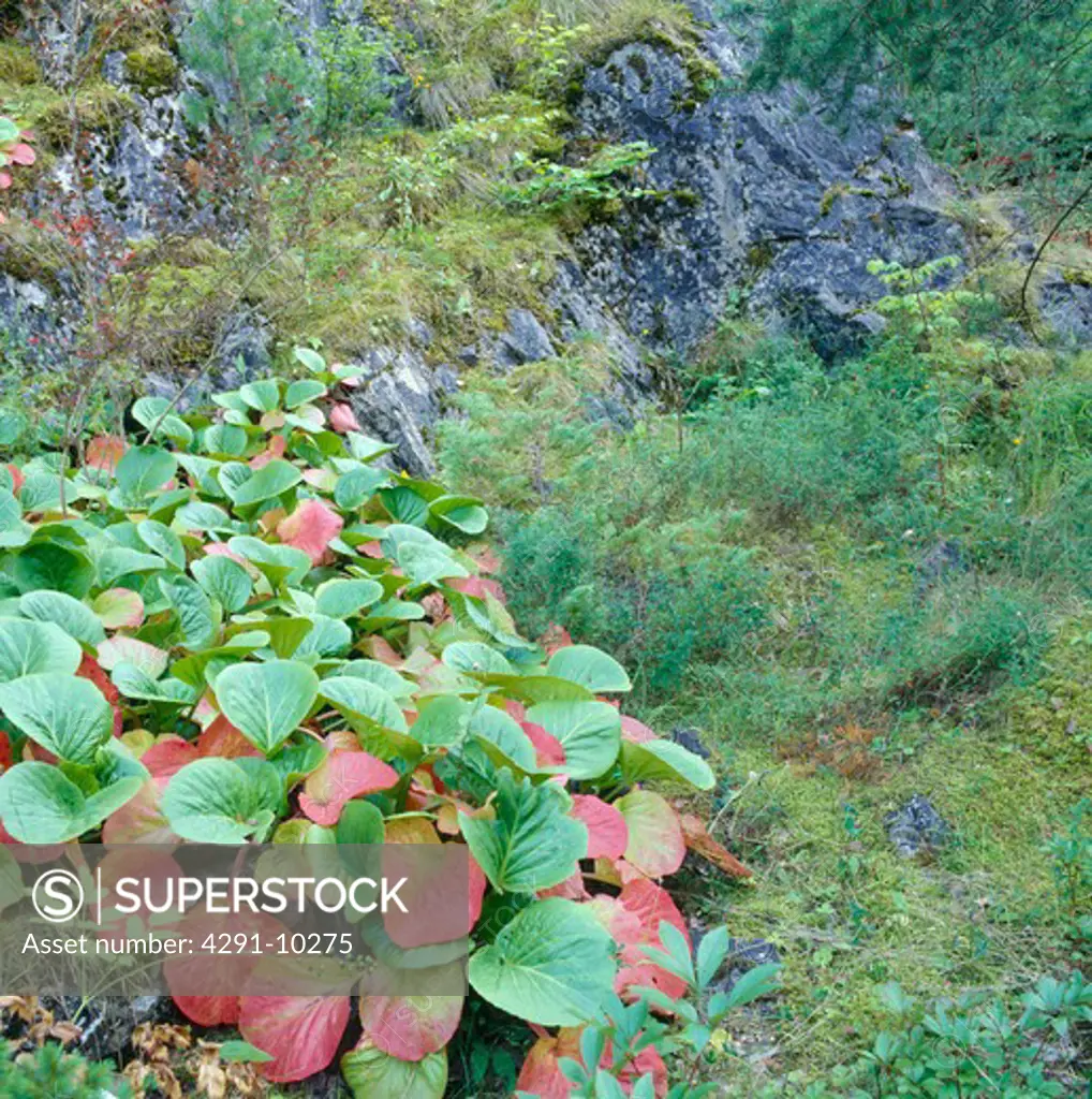 Bergenia leaves in rocky hillside garden