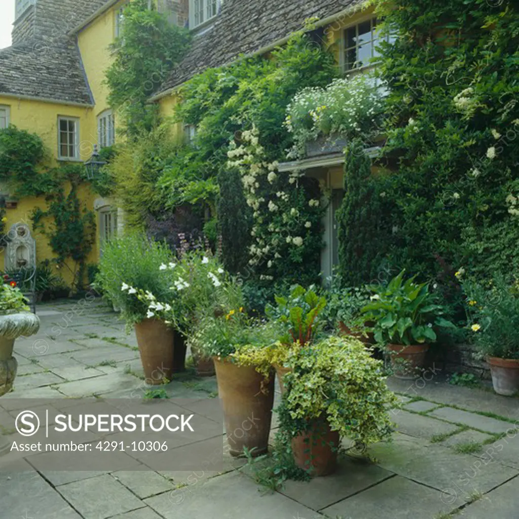 Plants in tall terrcotta pot on paved terrace in front of pastel yellow country house with cream climbing roses and wisteria