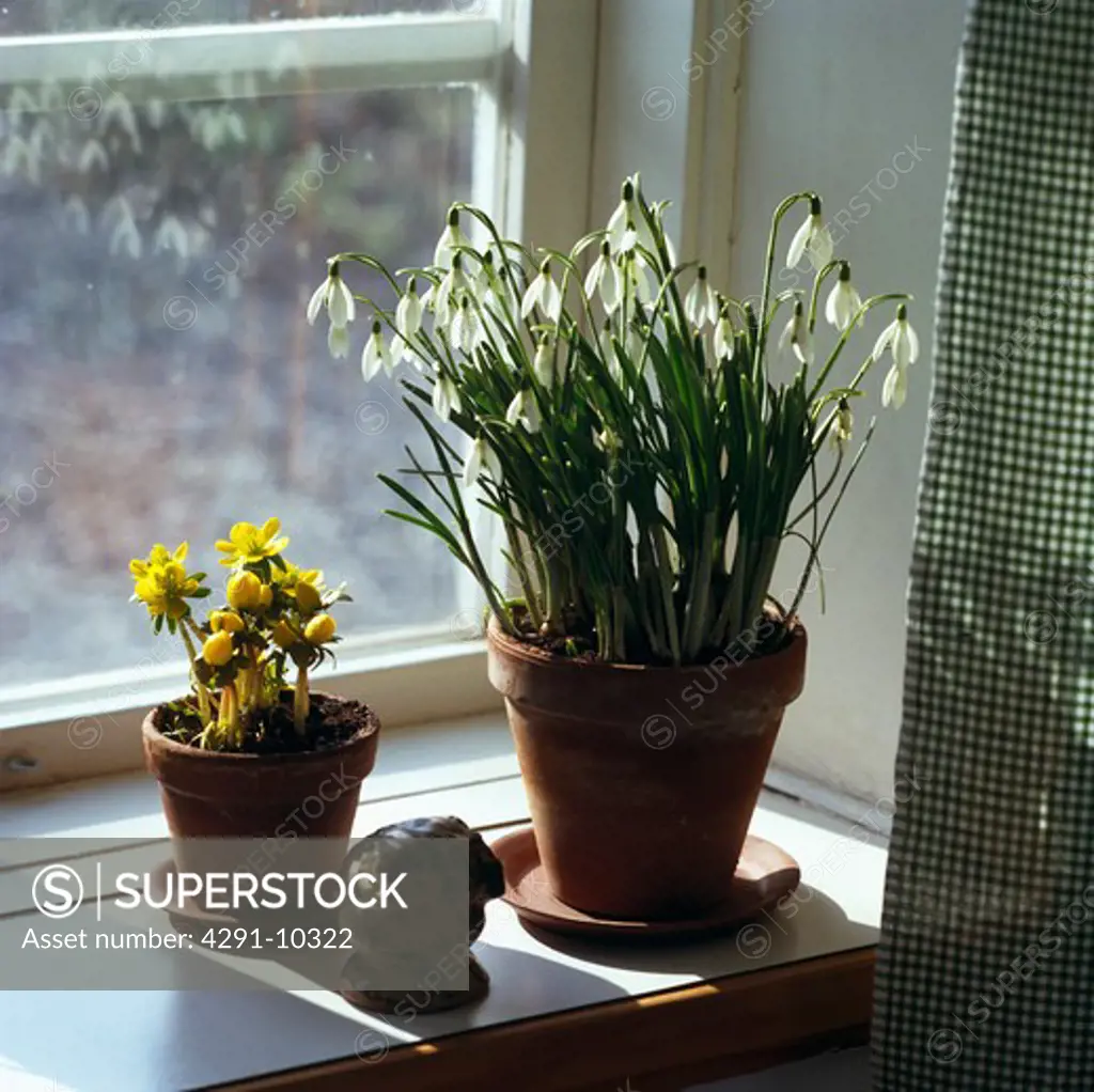 Snowdrops and aconites in pots on windowsill