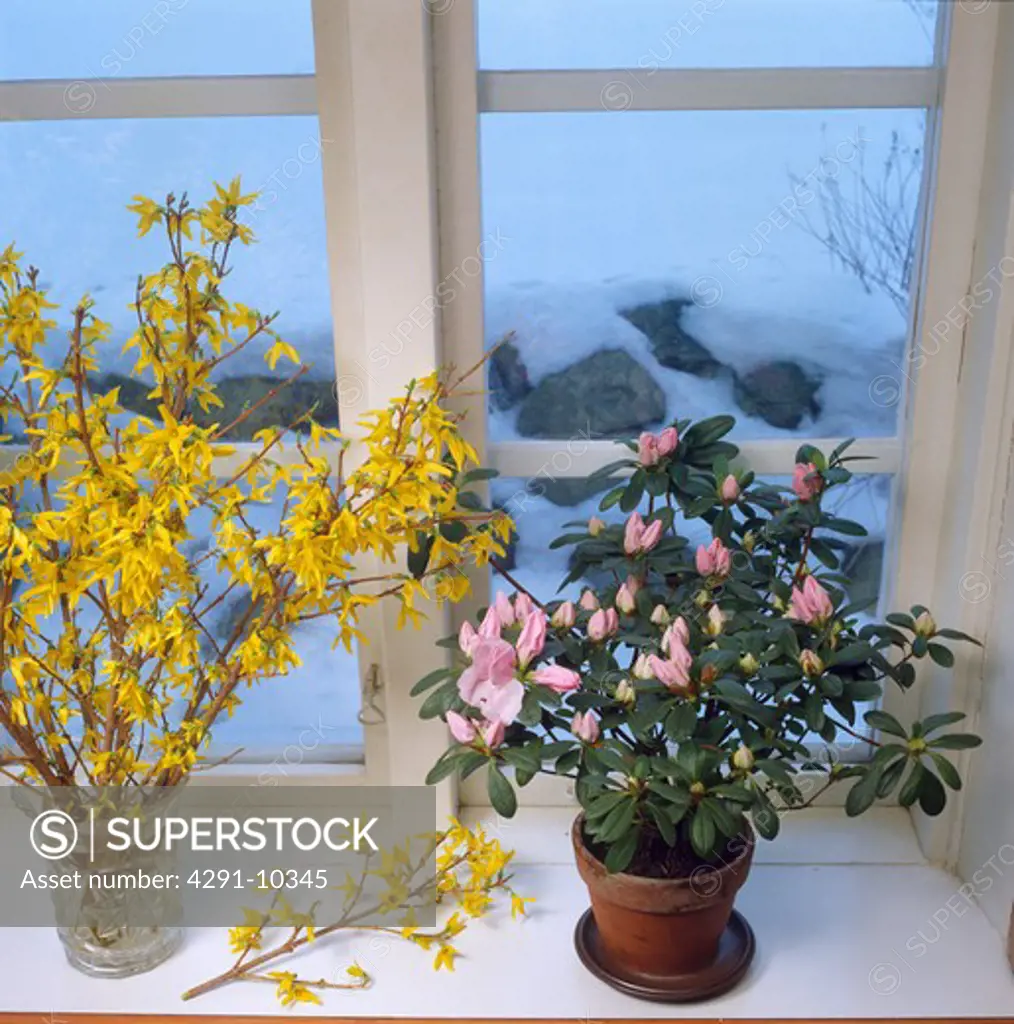 Close-up of yellow forsythia in glass vase beside pink azalea in pot on window sill