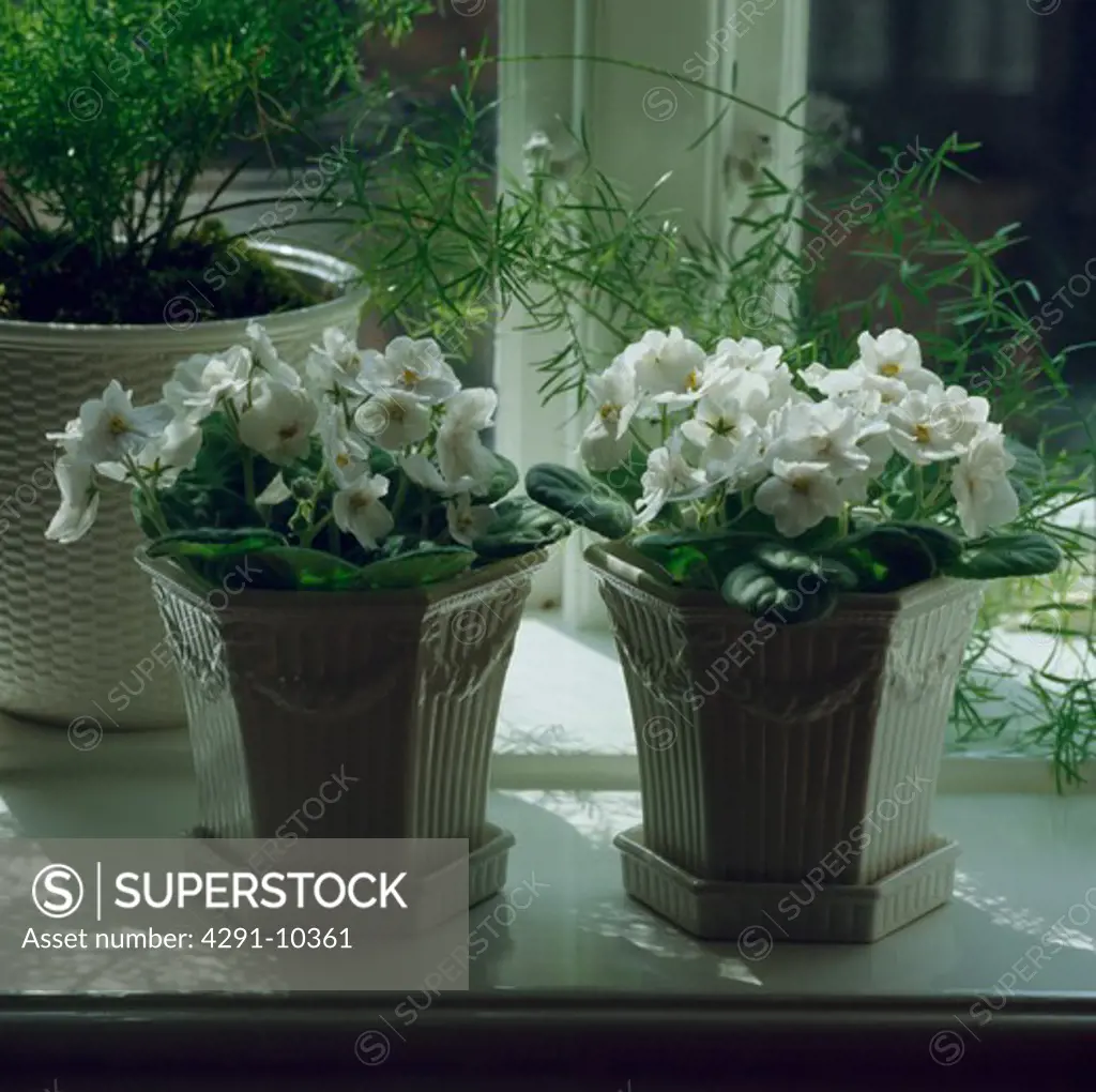 Close-up of white African violets in hexagonal white ceramic pots on window sill