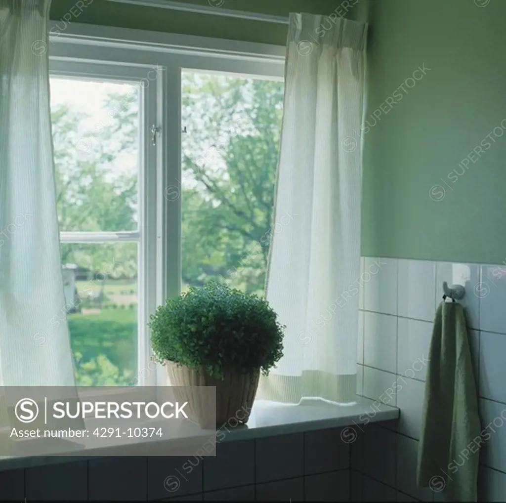 Green helzine in basket on window sill with white curtains at the window