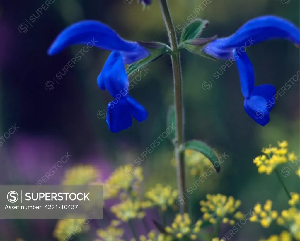 Close up of dark blue salvia with fennel