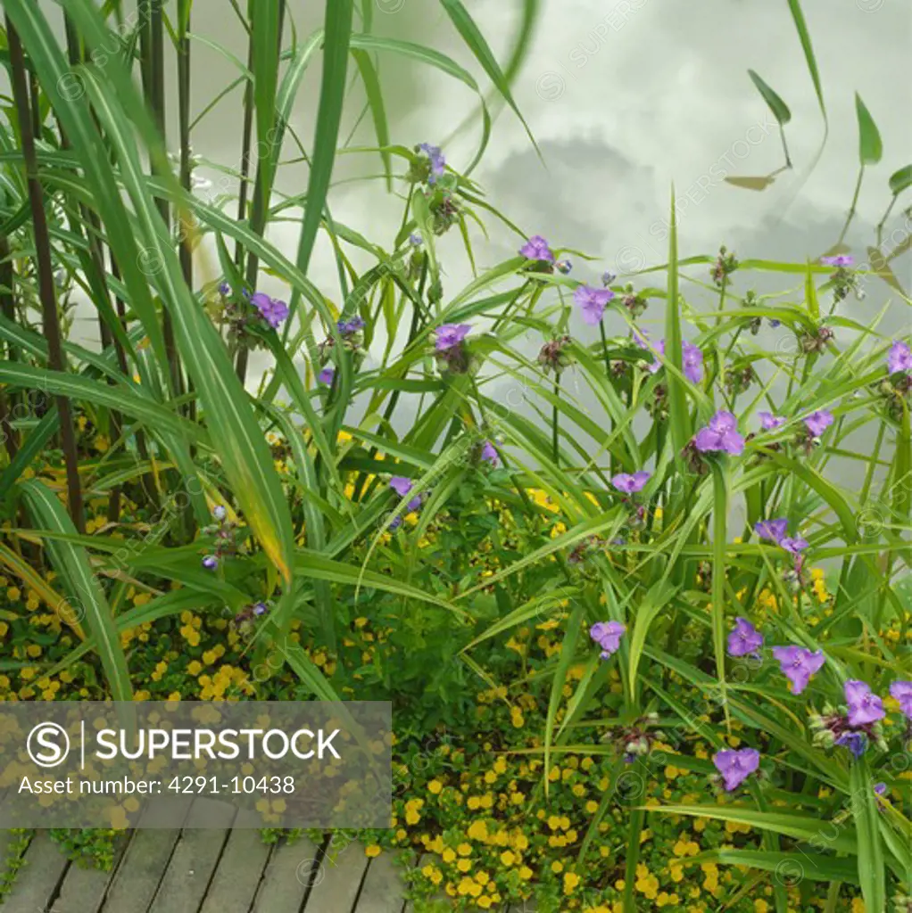 Creeping jenny and spiderwort by the edge of a pond