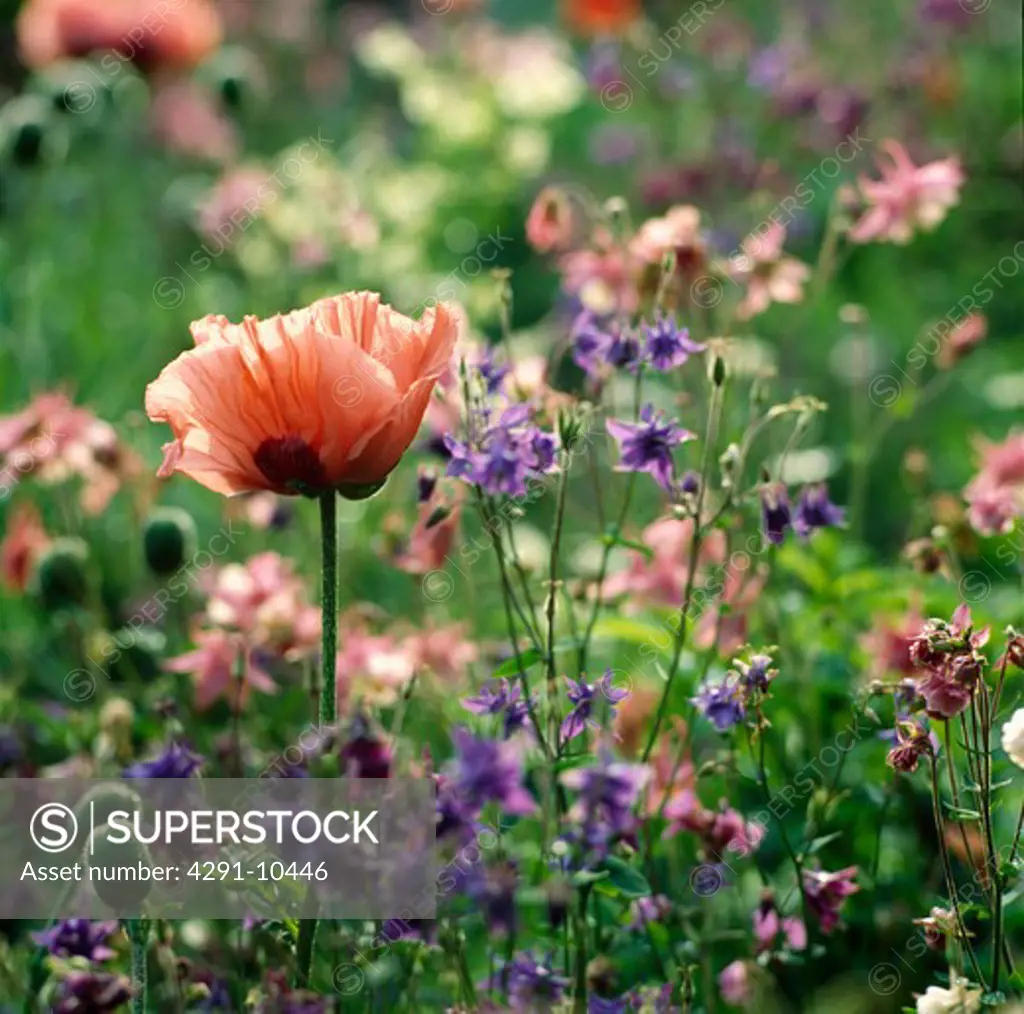 Pastel coloured aquilegias and poppies in a spring border
