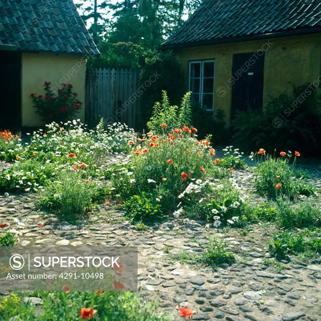 Poppies and marguetitesgrowing in a rural Scandinaviancobbled courtyard.