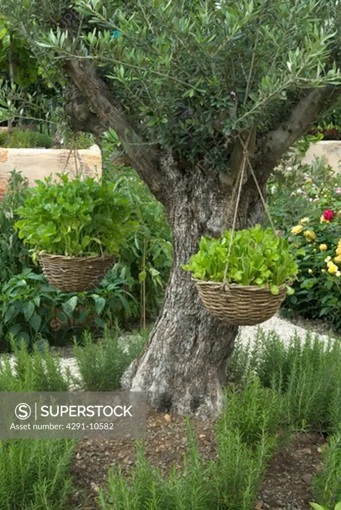 Mediterranean vegetable garden with olive tree and hanging baskets for salad leaves (Anthea Guthrie/Hampton Court Flower Show 2007)