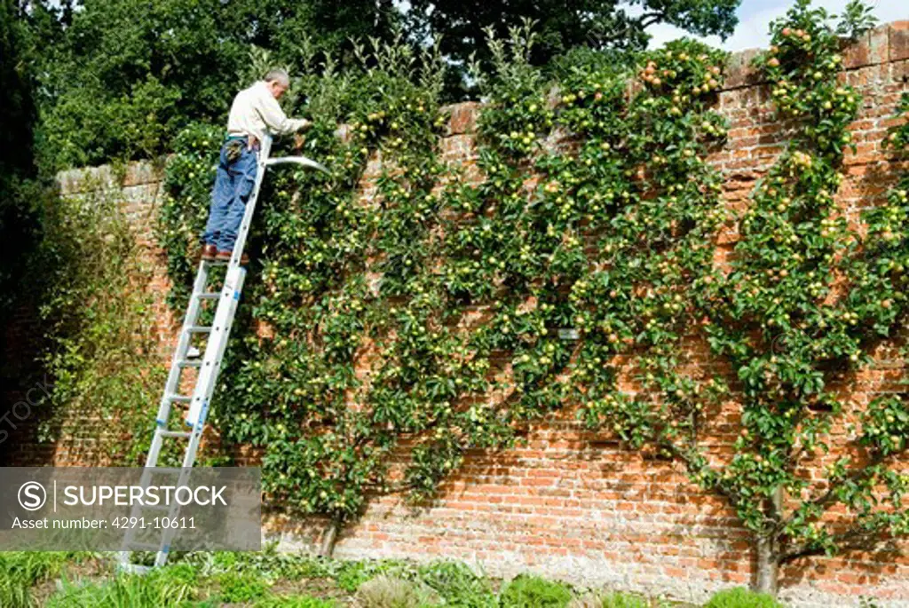 Man on retractable ladder on tall brick wall with espaliered fruit tree