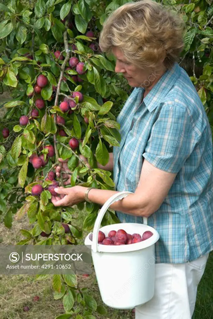 Woman picking Victoria plums in orchard (Plumbe & Maufe Farming, Leith House Orchards, Burnham Overy Town, Norfolk)