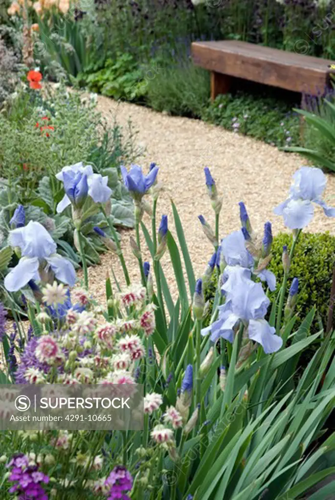 Blue irises alongside gravel path with wooden bench in distance (The Largest Room in the House - Leeds City Council/Desiner: Denise Preston - Chelsea Flower Show 2008)