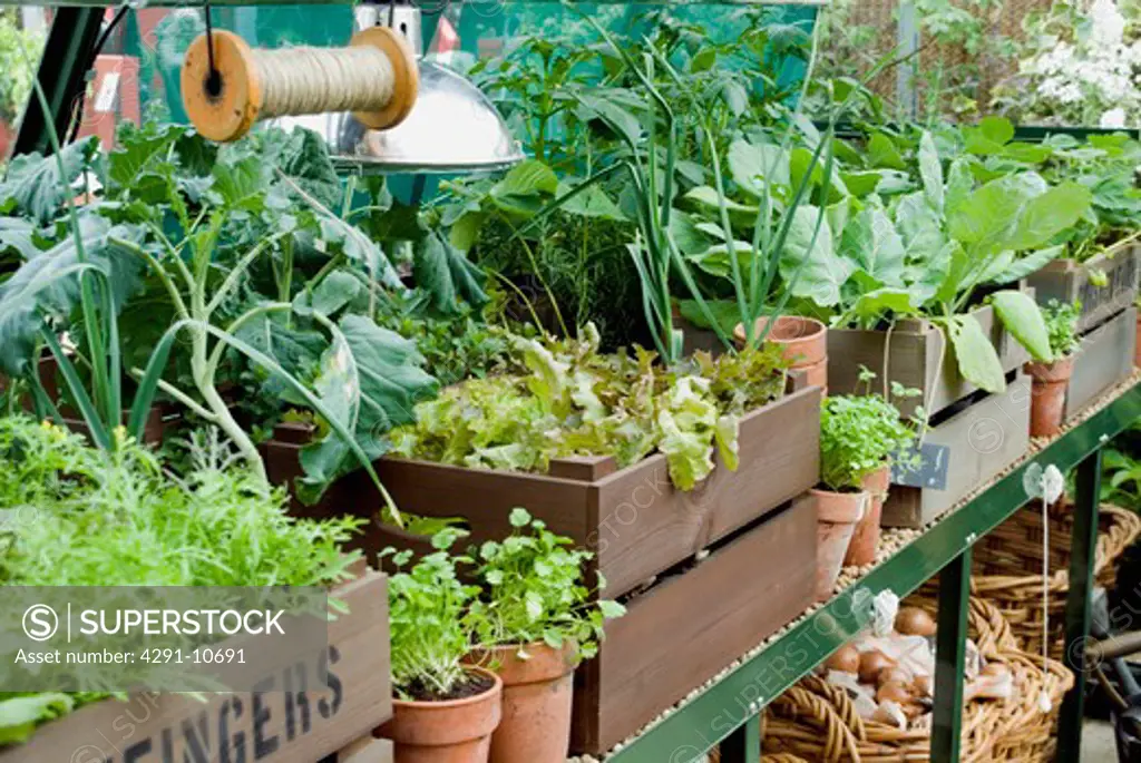 Greenhouse bench with plants in boxes and pots (Hartley Botanic/Chelsea Flower Show 2008)