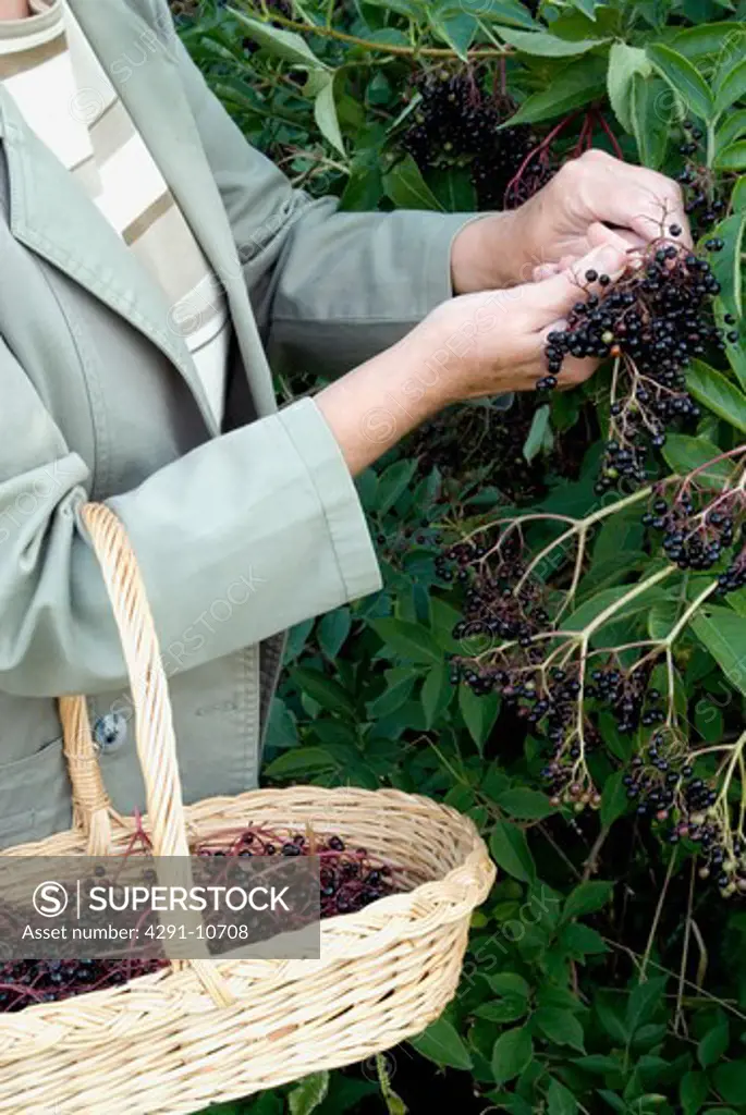 Woman picking elderberries from hedgerow.