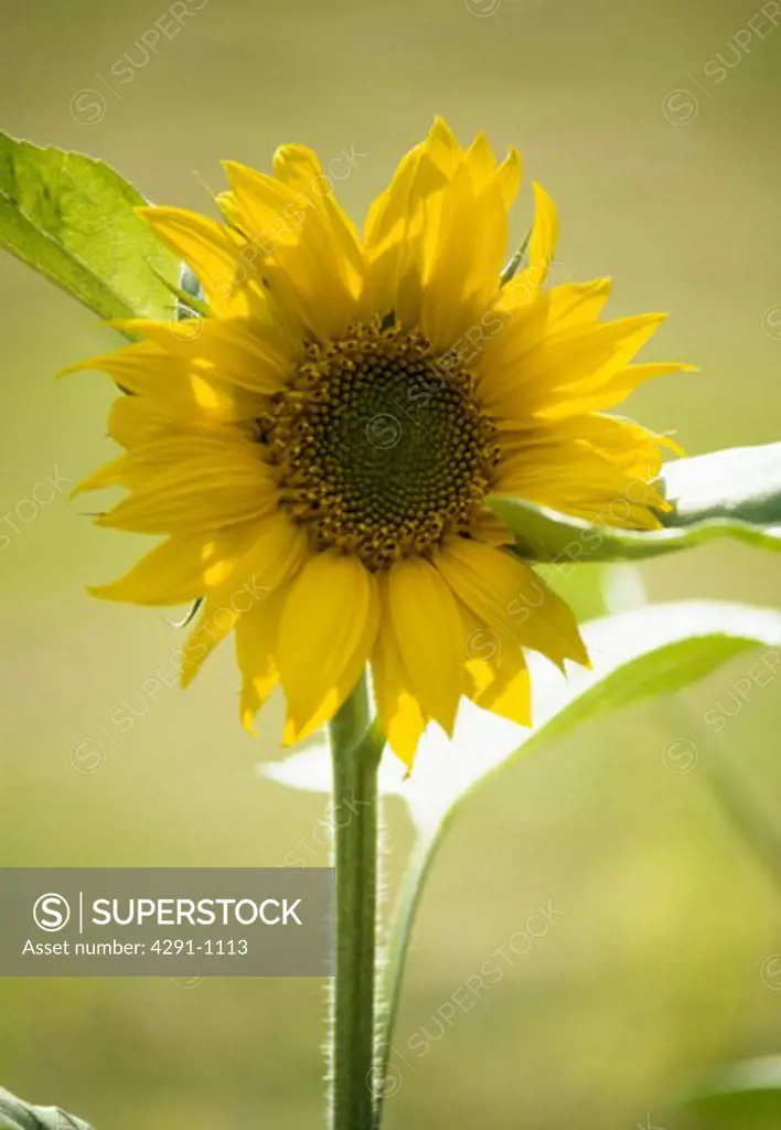 Close up of single annual sunflower bloom.