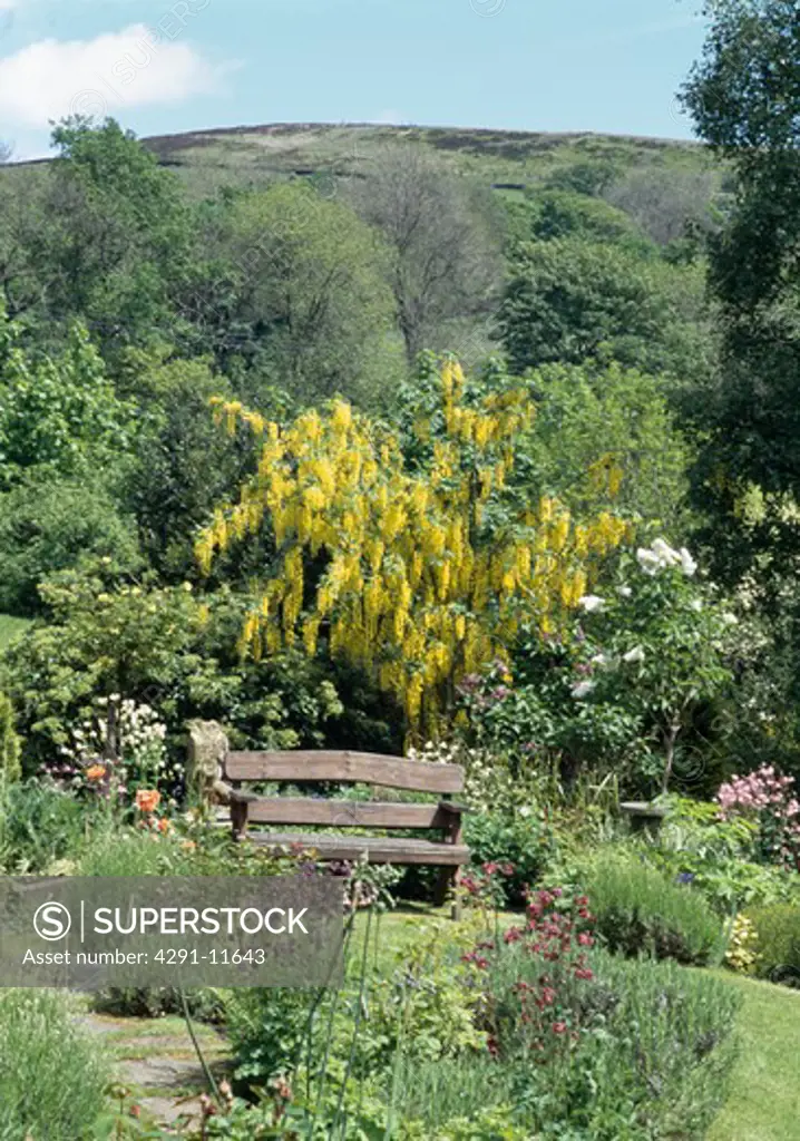 Rustic wooden bench below yellow laburnum tree in country garden