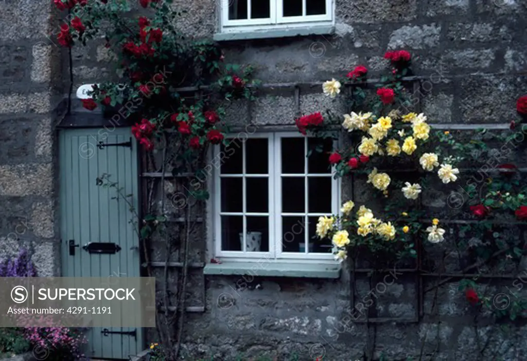 Yellow and red climbing roses beside window and front door of stone country cottage