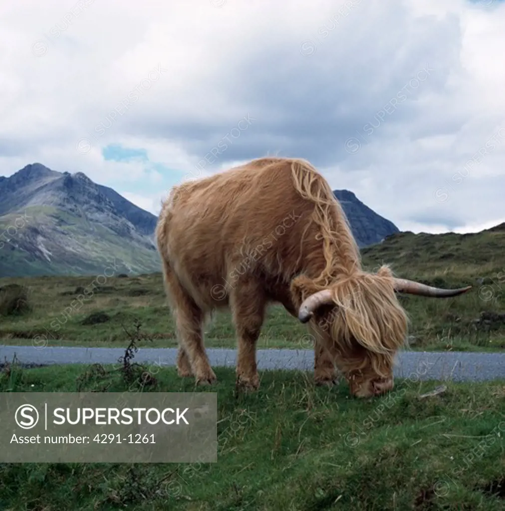 Highland Cow on the Isle of Skye