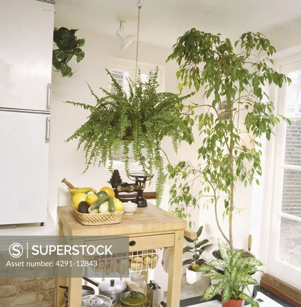 Boston fern on ceiling above butcher's block in white kitchen with tall houseplant
