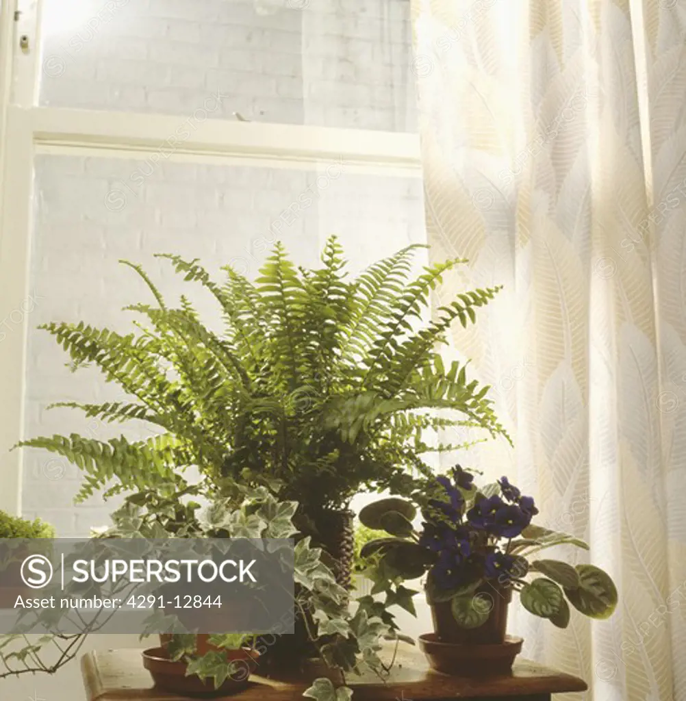 Close-up of Boston fern and trailing ivy with purple African-violet on table in front of window