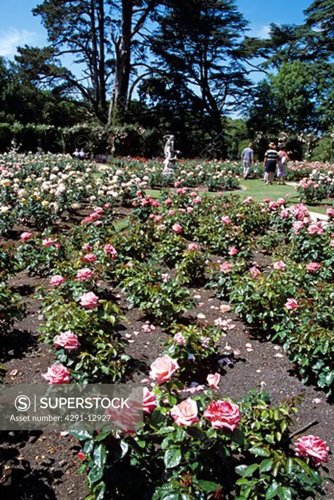 Blenheim Palace, Woodstock, near Oxford, Oxfordshire, England Rose Garden.