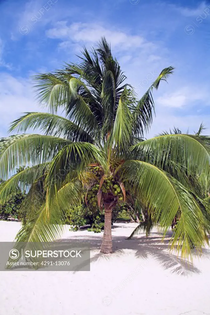 Palm tree growing on a white sandy beach, near Trinidad, Sancti Spiritus Province, Cuba