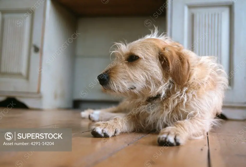 Rough coated terrier dog lying on wooden floor