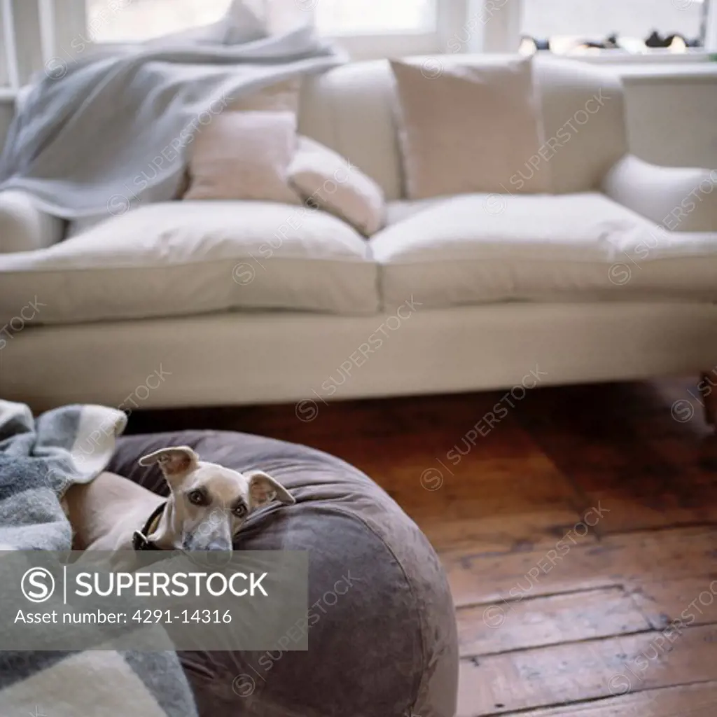 Whippet on grey floor cushion in living room with cream sofa