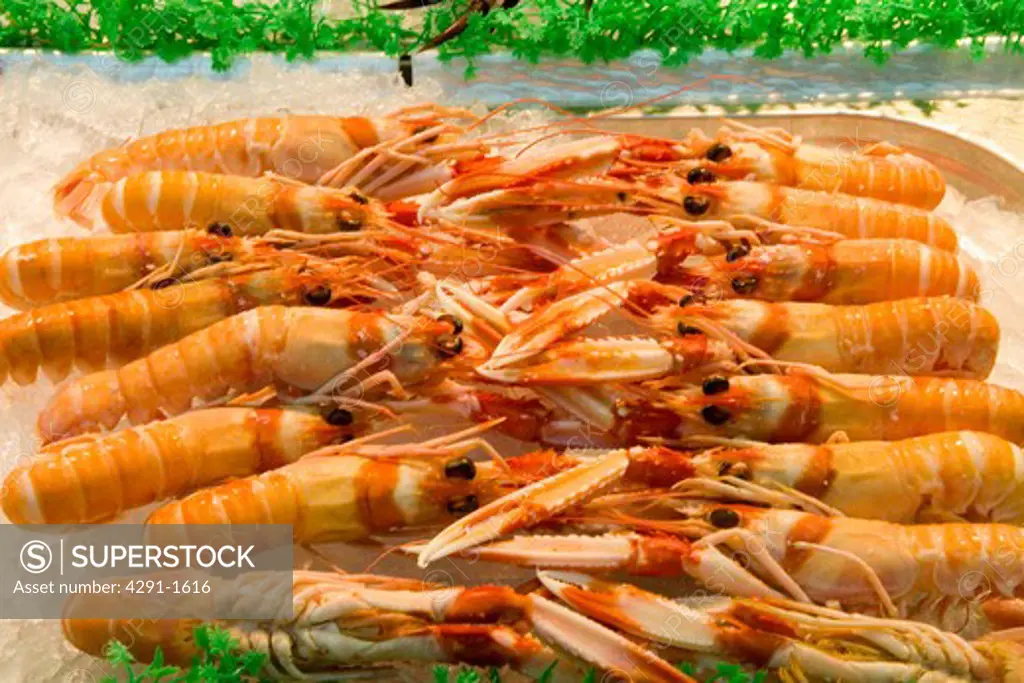 Close up of large Spanish prawns on a bed of ice