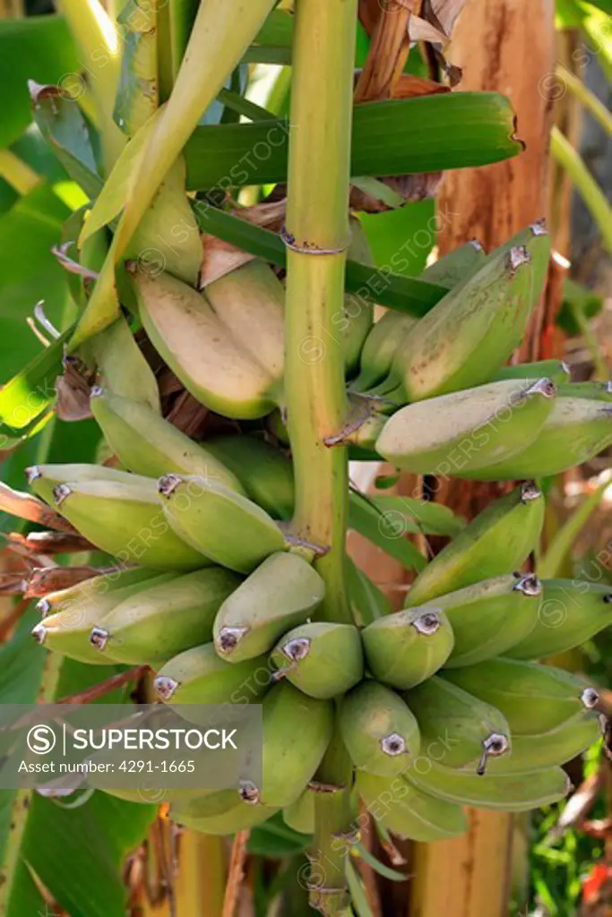 Close up of green bananas