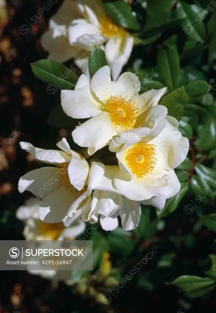 Close up of a flowering sprig of a pale yellow climbing rose.