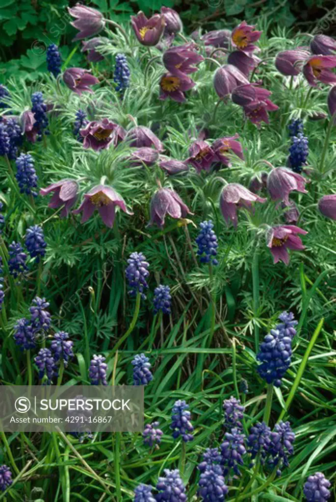 Close-up of purple pasque flower with blue grape hyacinths