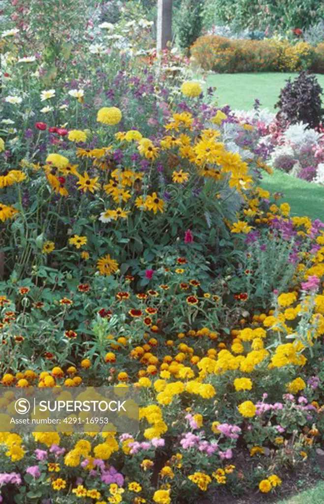 Yellow tagetes and rudbeckia in curved border in summer garden
