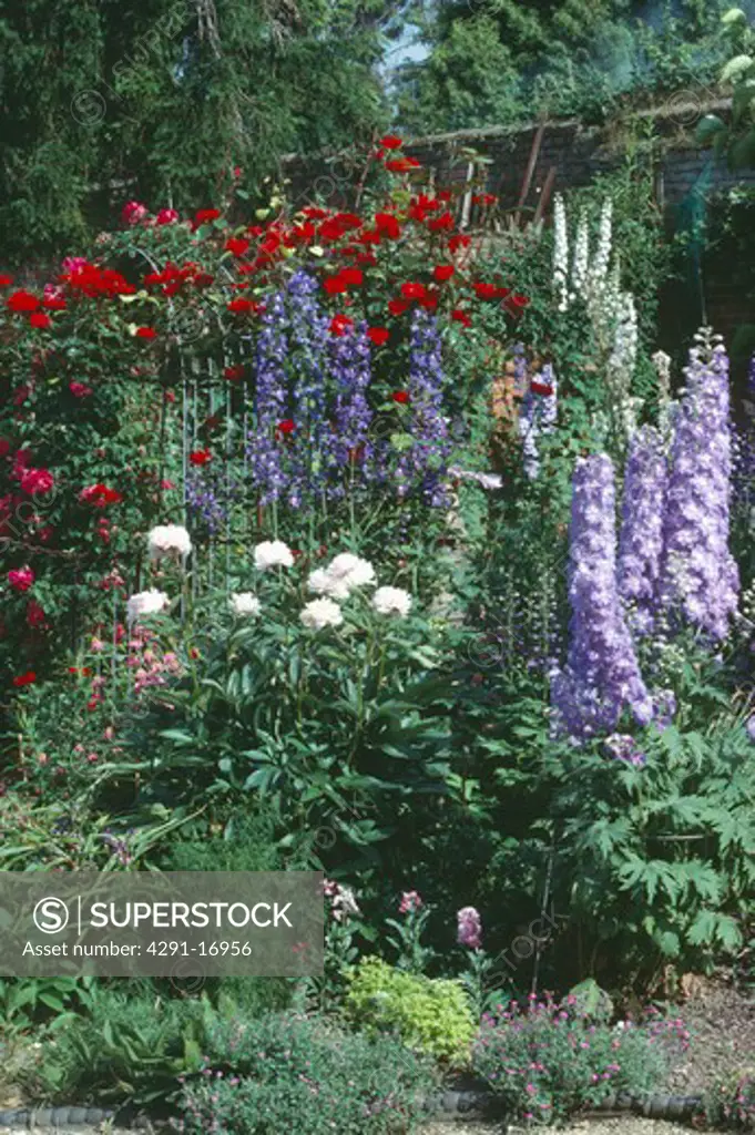 Blue delphiniums and white paonies in summer garden border with red roses