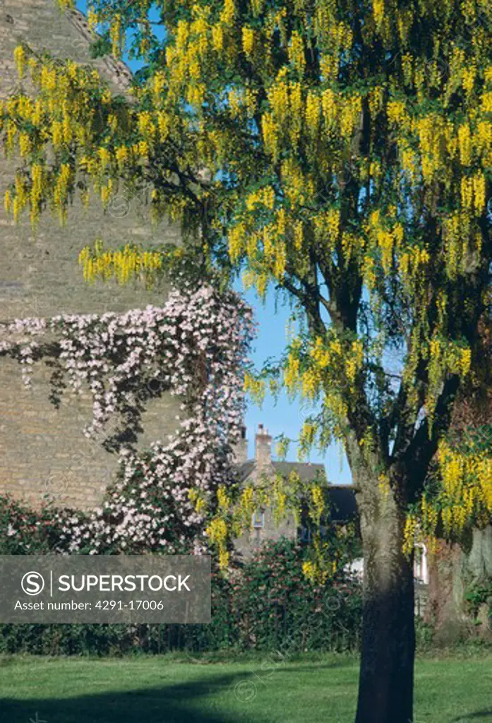 Yellow laburnum tree in large country garden with pink clematis montana growing on house wall