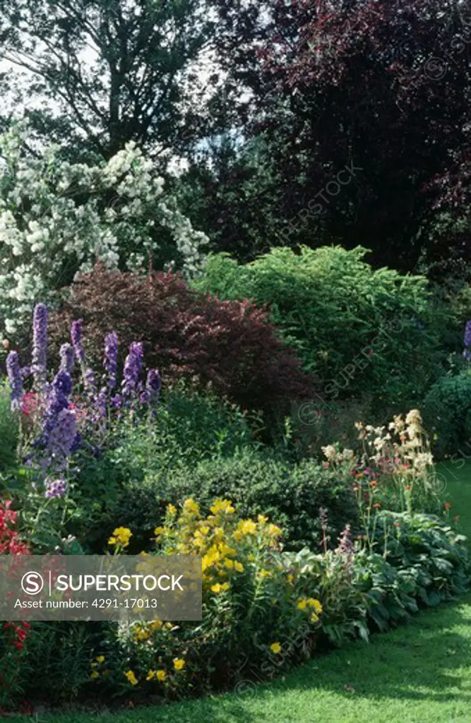 Blue delphiniums and yellow evening primrose in summer border in country garden