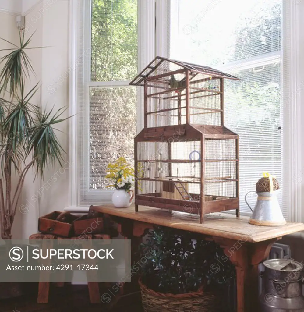 Budgerigar in traditional oriental birdcage on wooden table in front of window with slatted white blinds