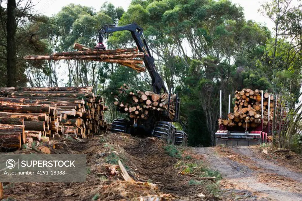 Pine logs being loaded onto truck, Otway Ranges, Victoria, Australia