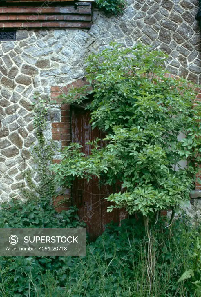 Elder tree in wild garden