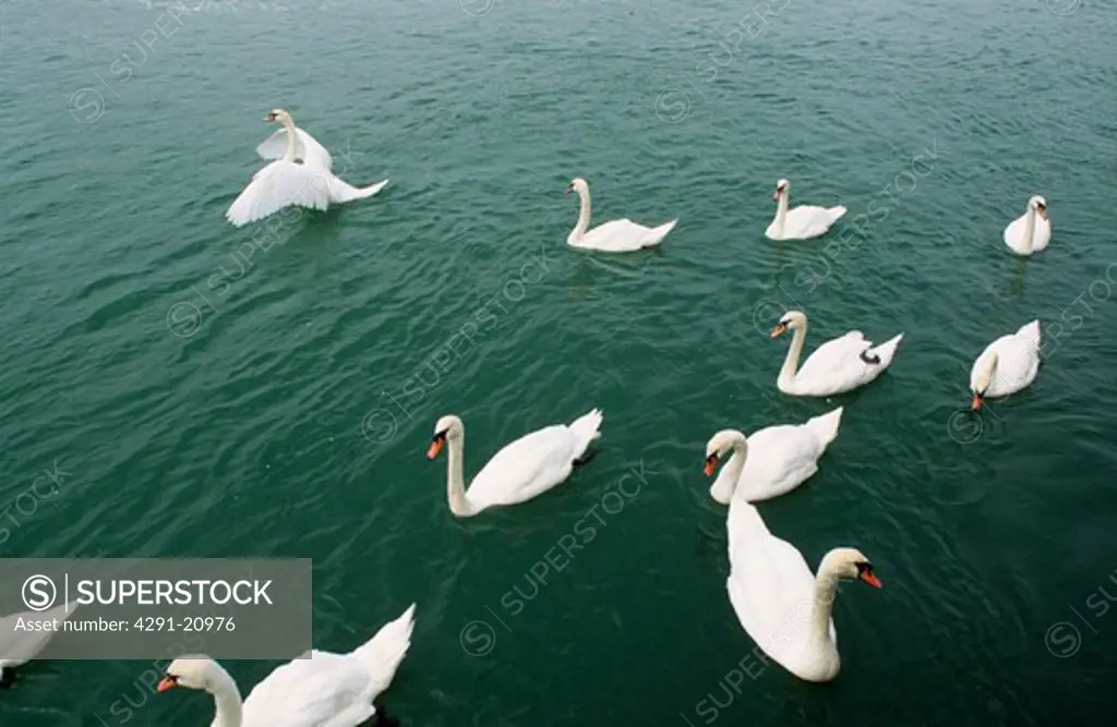 Flock of white swans on the water at Folkestone in Kent