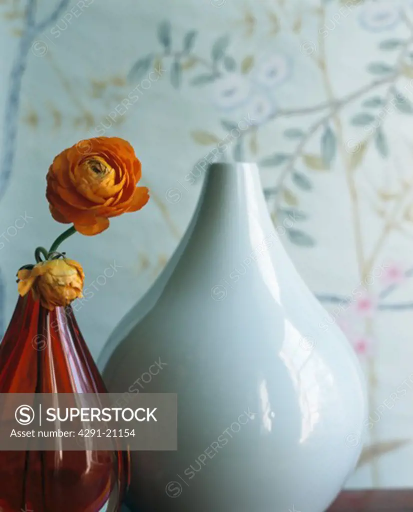 Close-up of orange ranunculus in modern red glass vase beside white vase