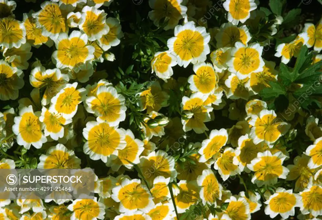 Birds -eye view of a patch of poached egg plant